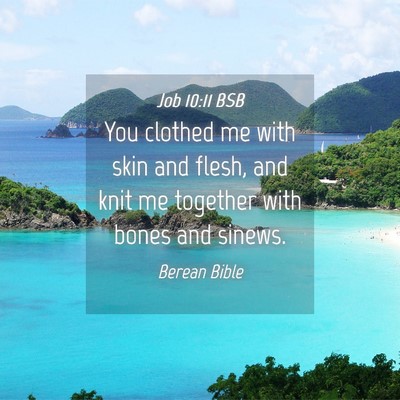 Picture 04 - Job 10:11 BSB - You clothed me with skin and flesh, and knit me - Bible Verse Picture