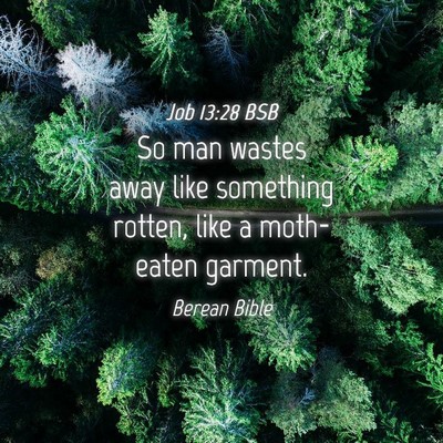 Picture 04 - Job 13:28 BSB - So man wastes away like something rotten, like a - Bible Verse Picture