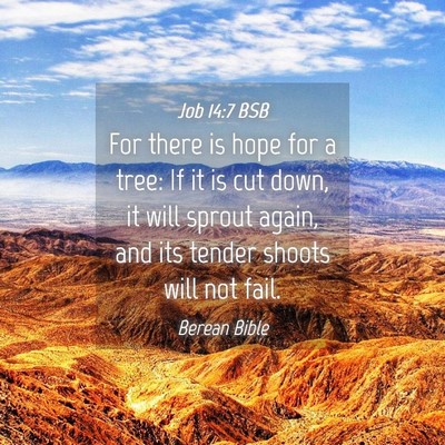Picture 04 - Job 14:7 BSB - For there is hope for a tree: If it is cut down, - Bible Verse Picture
