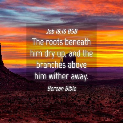 Picture 04 - Job 18:16 BSB - The roots beneath him dry up, and the branches - Bible Verse Picture