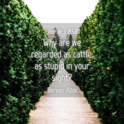 Picture 04 - Job 18:3 BSB - Why are we regarded as cattle, as stupid in your - Bible Verse Picture