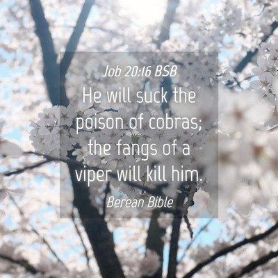Picture 04 - Job 20:16 BSB - He will suck the poison of cobras; the fangs of a - Bible Verse Picture