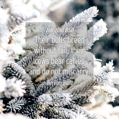 Picture 04 - Job 21:10 BSB - Their bulls breed without fail; their cows bear - Bible Verse Picture
