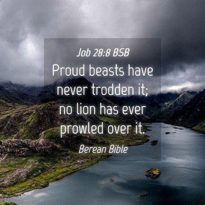 Picture 04 - Job 28:8 BSB - Proud beasts have never trodden it; no lion has - Bible Verse Picture