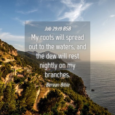 Picture 04 - Job 29:19 BSB - My roots will spread out to the waters, and the - Bible Verse Picture