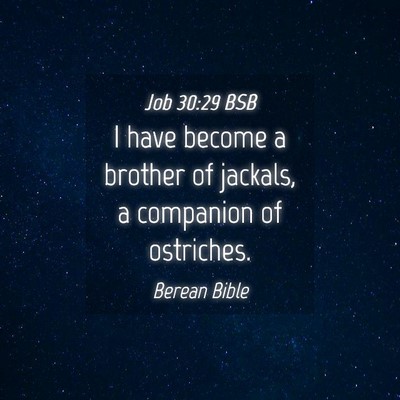 Picture 04 - Job 30:29 BSB - I have become a brother of jackals, a companion - Bible Verse Picture