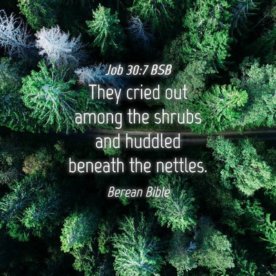 Picture 04 - Job 30:7 BSB - They cried out among the shrubs and huddled - Bible Verse Picture