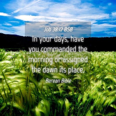 Picture 04 - Job 38:12 BSB - In your days, have you commanded the morning or - Bible Verse Picture