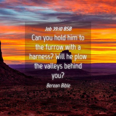 Picture 04 - Job 39:10 BSB - Can you hold him to the furrow with a harness? - Bible Verse Picture