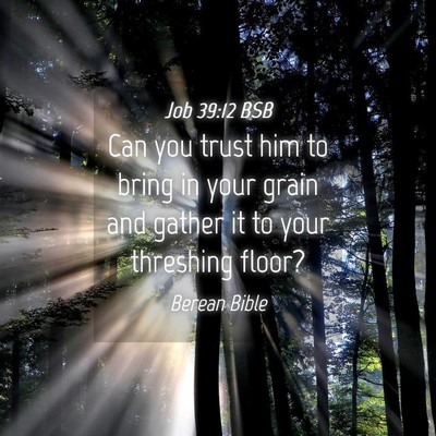 Picture 04 - Job 39:12 BSB - Can you trust him to bring in your grain and - Bible Verse Picture