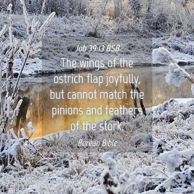 Picture 04 - Job 39:13 BSB - The wings of the ostrich flap joyfully, but - Bible Verse Picture