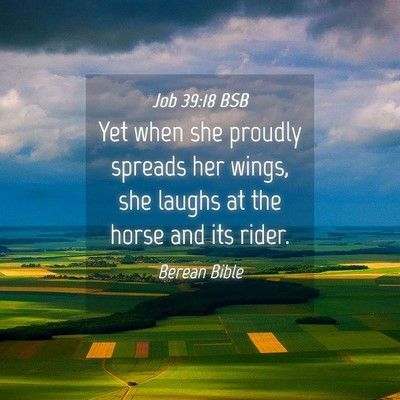 Picture 04 - Job 39:18 BSB - Yet when she proudly spreads her wings, she - Bible Verse Picture
