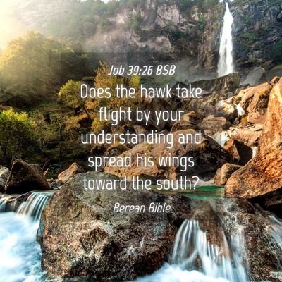Picture 04 - Job 39:26 BSB - Does the hawk take flight by your understanding - Bible Verse Picture