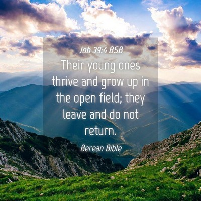 Picture 04 - Job 39:4 BSB - Their young ones thrive and grow up in the open - Bible Verse Picture
