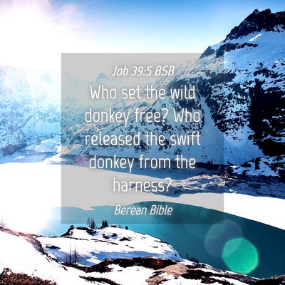 Picture 04 - Job 39:5 BSB - Who set the wild donkey free? Who released the - Bible Verse Picture