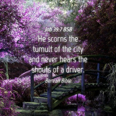 Picture 04 - Job 39:7 BSB - He scorns the tumult of the city and never hears - Bible Verse Picture