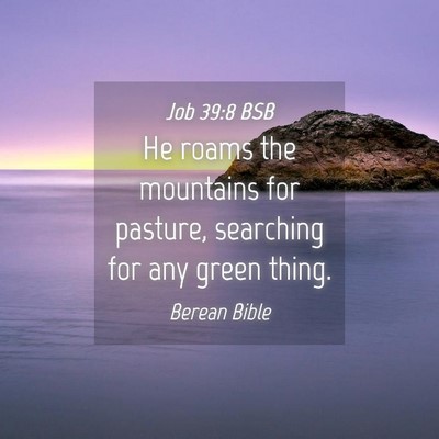Picture 04 - Job 39:8 BSB - He roams the mountains for pasture, searching for - Bible Verse Picture