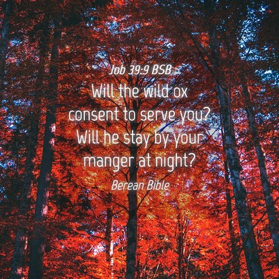 Picture 04 - Job 39:9 BSB - Will the wild ox consent to serve you? Will he - Bible Verse Picture