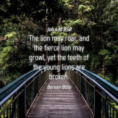 Picture 04 - Job 4:10 BSB - The lion may roar, and the fierce lion may growl, - Bible Verse Picture
