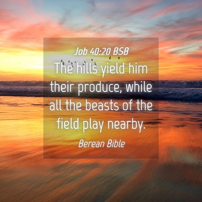 Picture 04 - Job 40:20 BSB - The hills yield him their produce, while all the - Bible Verse Picture