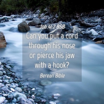 Picture 04 - Job 41:2 BSB - Can you put a cord through his nose or pierce his - Bible Verse Picture
