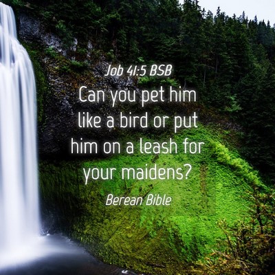 Picture 04 - Job 41:5 BSB - Can you pet him like a bird or put him on a leash - Bible Verse Picture