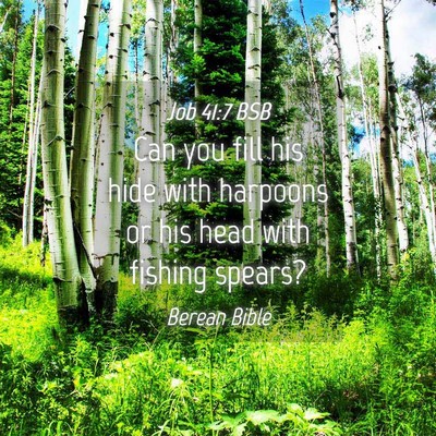 Picture 04 - Job 41:7 BSB - Can you fill his hide with harpoons or his head - Bible Verse Picture