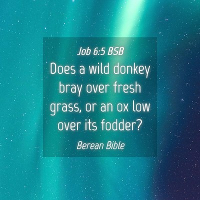 Picture 04 - Job 6:5 BSB - Does a wild donkey bray over fresh grass, or an - Bible Verse Picture