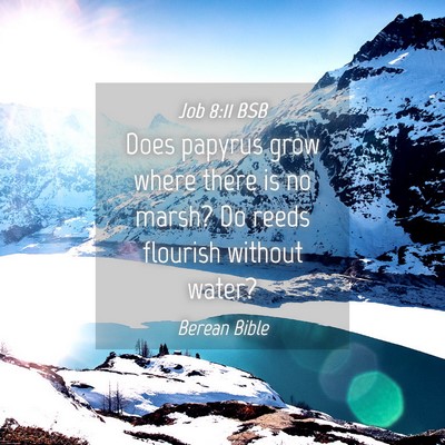 Picture 04 - Job 8:11 BSB - Does papyrus grow where there is no marsh? Do - Bible Verse Picture