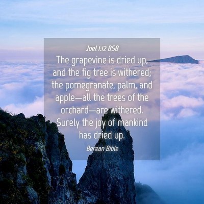 Picture 04 - Joel 1:12 BSB - The grapevine is dried up, and the fig tree is - Bible Verse Picture