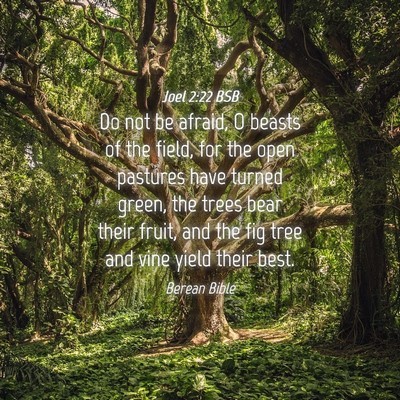 Picture 04 - Joel 2:22 BSB - Do not be afraid, O beasts of the field, for the - Bible Verse Picture