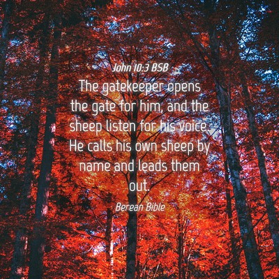 Picture 04 - John 10:3 BSB - The gatekeeper opens the gate for him, and the - Bible Verse Picture