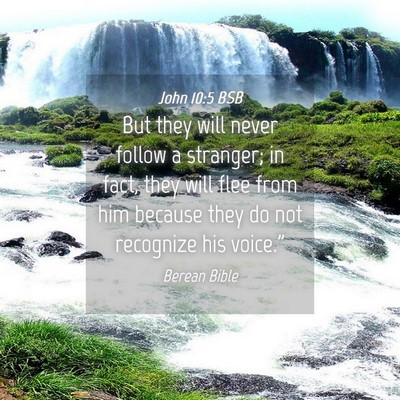 Picture 04 - John 10:5 BSB - But they will never follow a stranger; in fact, - Bible Verse Picture