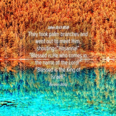 Picture 04 - John 12:13 BSB - They took palm branches and went out to meet Him, - Bible Verse Picture