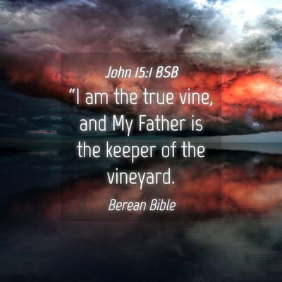 Picture 04 - John 15:1 BSB - “I am the true vine, and My Father is the - Bible Verse Picture