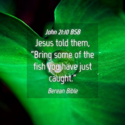 Picture 04 - John 21:10 BSB - Jesus told them, “Bring some of the fish you - Bible Verse Picture