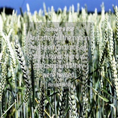 Picture 04 - Joshua 5:8 BSB - And after all the nation had been circumcised, - Bible Verse Picture