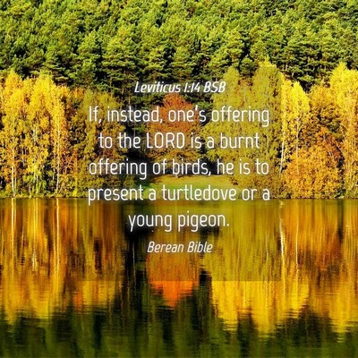Picture 04 - Leviticus 1:14 BSB - If, instead, one’s offering to the LORD is a - Bible Verse Picture