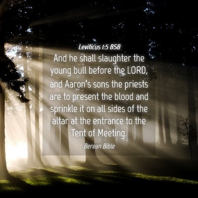 Picture 04 - Leviticus 1:5 BSB - And he shall slaughter the young bull before the - Bible Verse Picture
