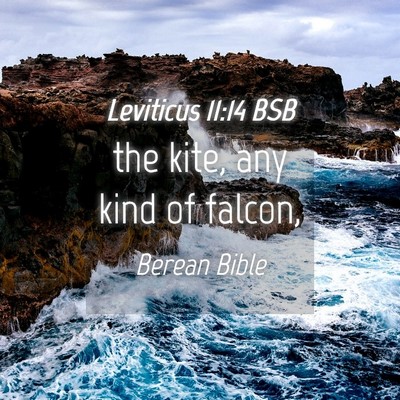 Picture 04 - Leviticus 11:14 BSB - the kite, any kind of - Bible Verse Picture