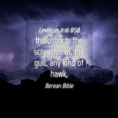 Picture 04 - Leviticus 11:16 BSB - the ostrich, the screech owl, the gull, any kind - Bible Verse Picture