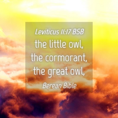 Picture 04 - Leviticus 11:17 BSB - the little owl, the cormorant, the great - Bible Verse Picture