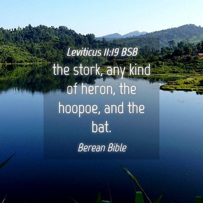 Picture 04 - Leviticus 11:19 BSB - the stork, any kind of heron, the hoopoe, and the - Bible Verse Picture