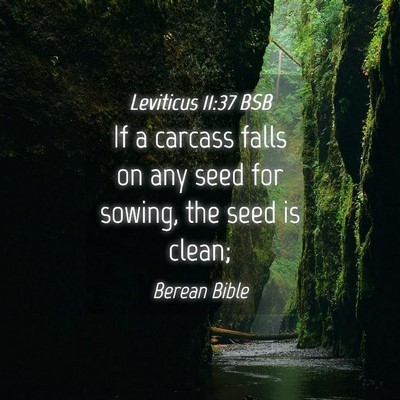 Picture 04 - Leviticus 11:37 BSB - If a carcass falls on any seed for sowing, the - Bible Verse Picture