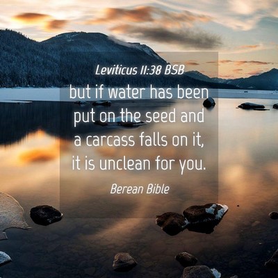 Picture 04 - Leviticus 11:38 BSB - but if water has been put on the seed and a - Bible Verse Picture