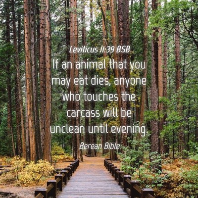 Picture 04 - Leviticus 11:39 BSB - If an animal that you may eat dies, anyone who - Bible Verse Picture