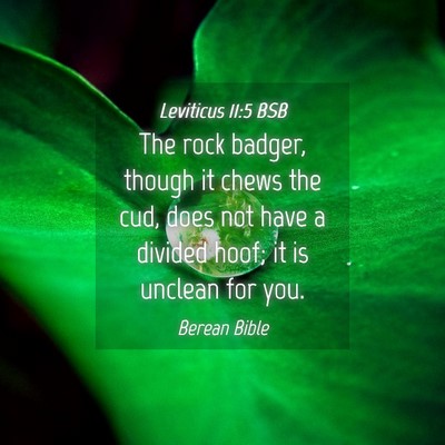 Picture 04 - Leviticus 11:5 BSB - The rock badger, though it chews the cud, does - Bible Verse Picture