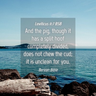 Picture 04 - Leviticus 11:7 BSB - And the pig, though it has a split hoof - Bible Verse Picture