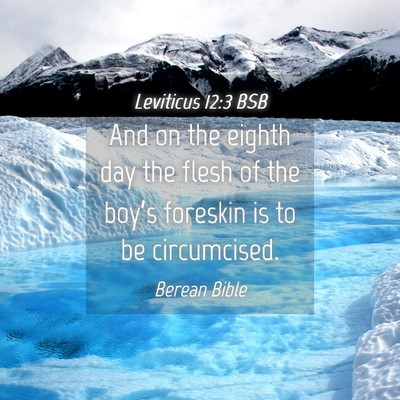 Picture 04 - Leviticus 12:3 BSB - And on the eighth day the flesh of the boy’s - Bible Verse Picture