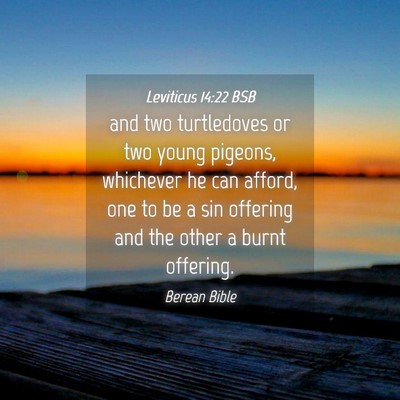 Picture 04 - Leviticus 14:22 BSB - and two turtledoves or two young pigeons, - Bible Verse Picture